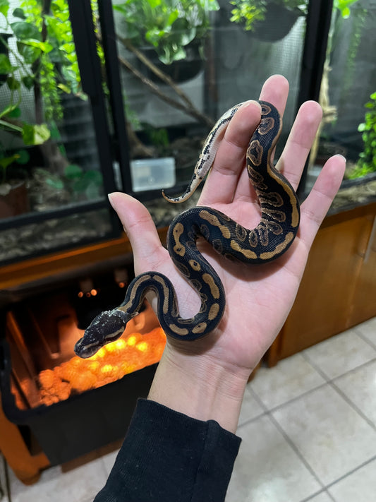 BLACK PASTEL HEMBRA 59