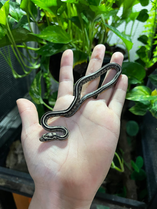 SERPIENTE MAICERA TESSERA ANERY HEMBRA 4