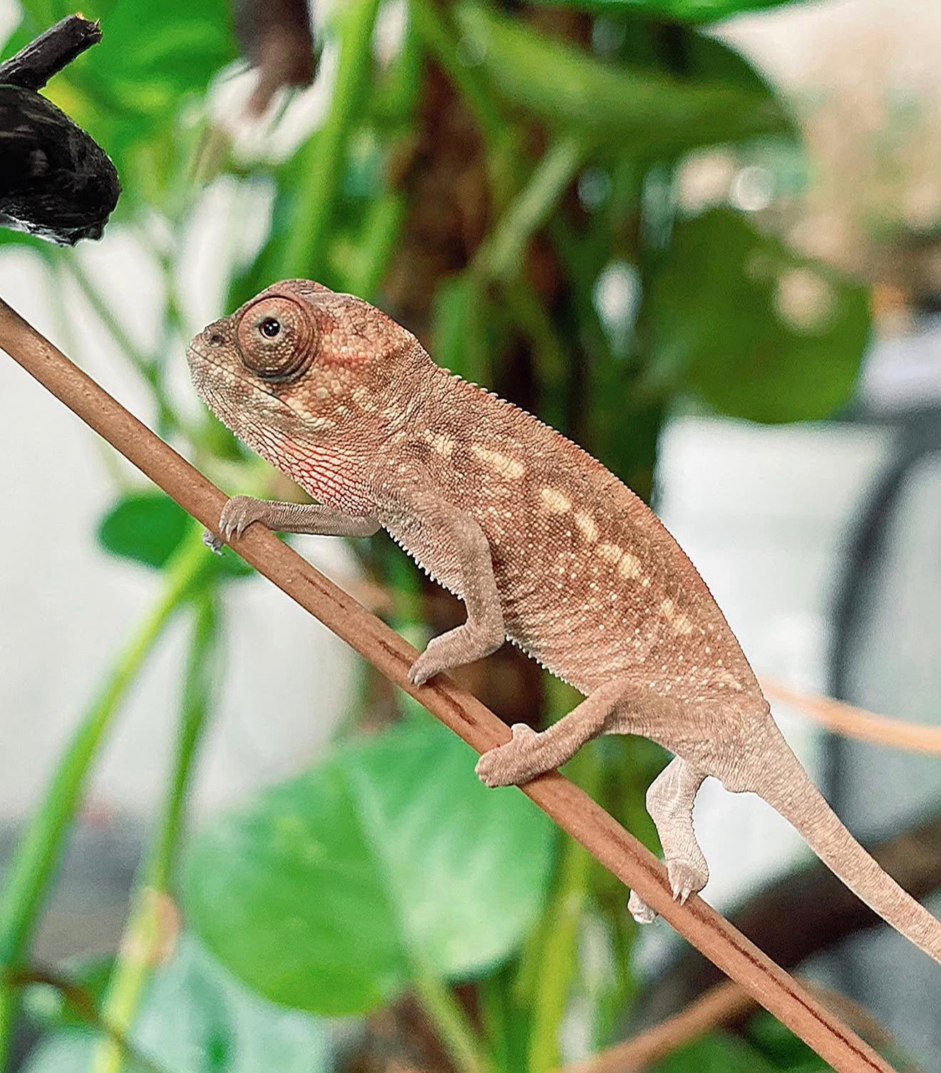 Camaleón pantera bebé sin sexar