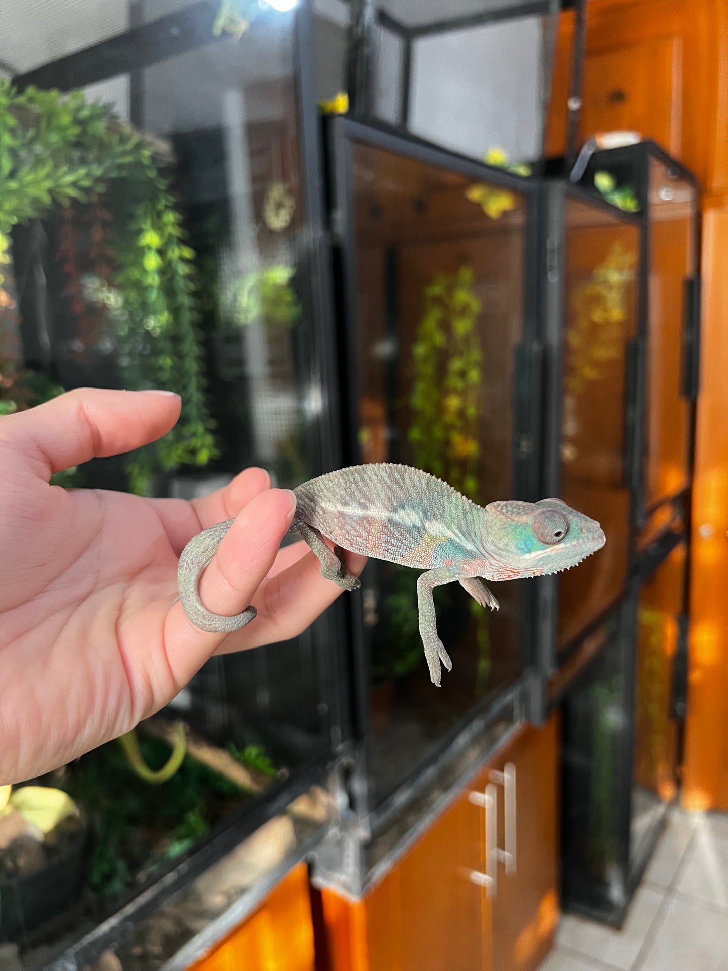 CAMALEÓN PANTERA MACHO AMBILOBE