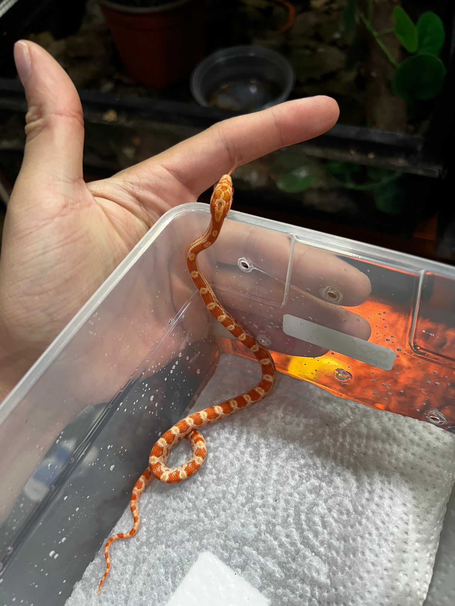 SERPIENTE MAICERA AMEL HEMBRA 26