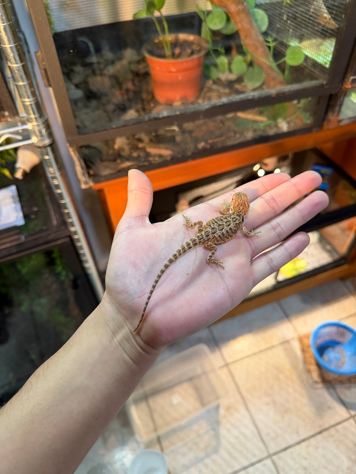 DRAGÓN BARBUDO HYPO 4P