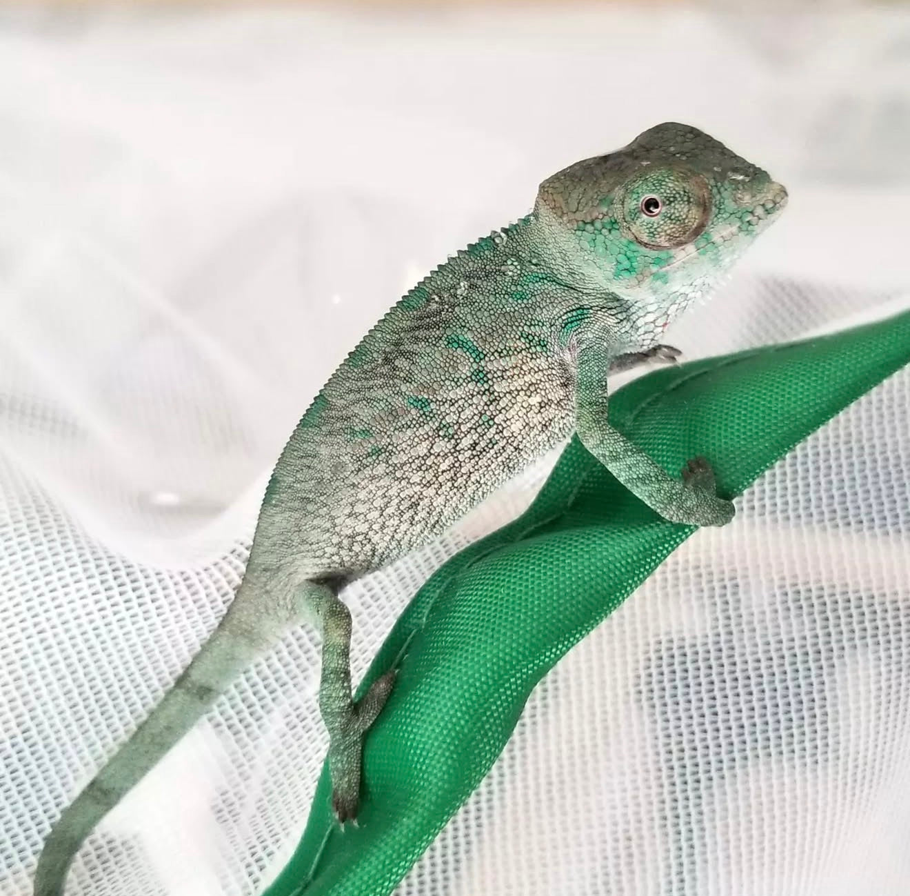 Camaleón pantera bebé sin sexar