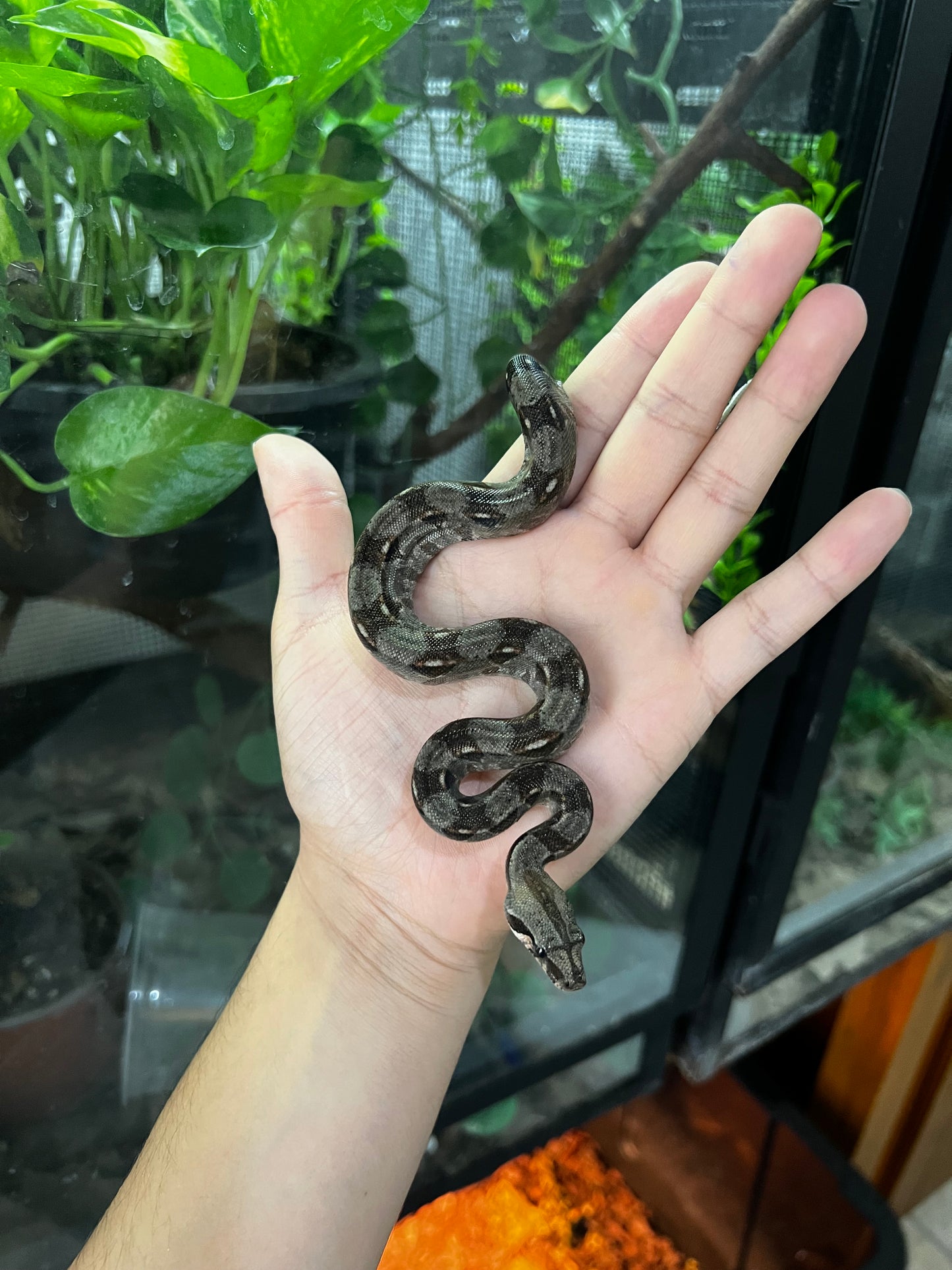 BOA MEXICANA LOCALIDAD VERACRUZ MACHO 79