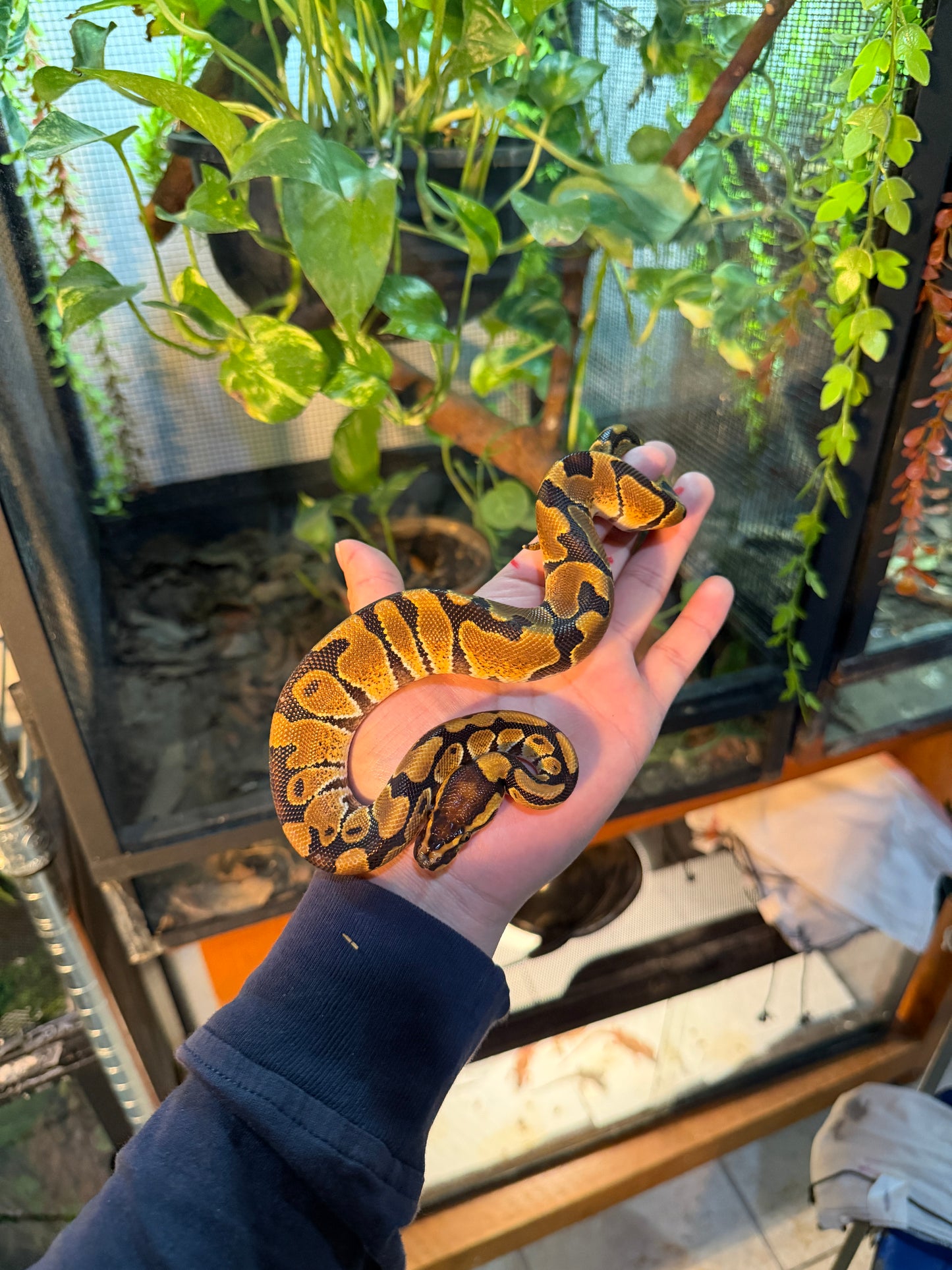 PITÓN BOLA NOMINAL MACHO 7