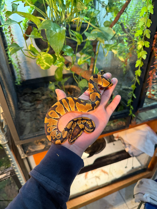 PITÓN BOLA NOMINAL MACHO 7