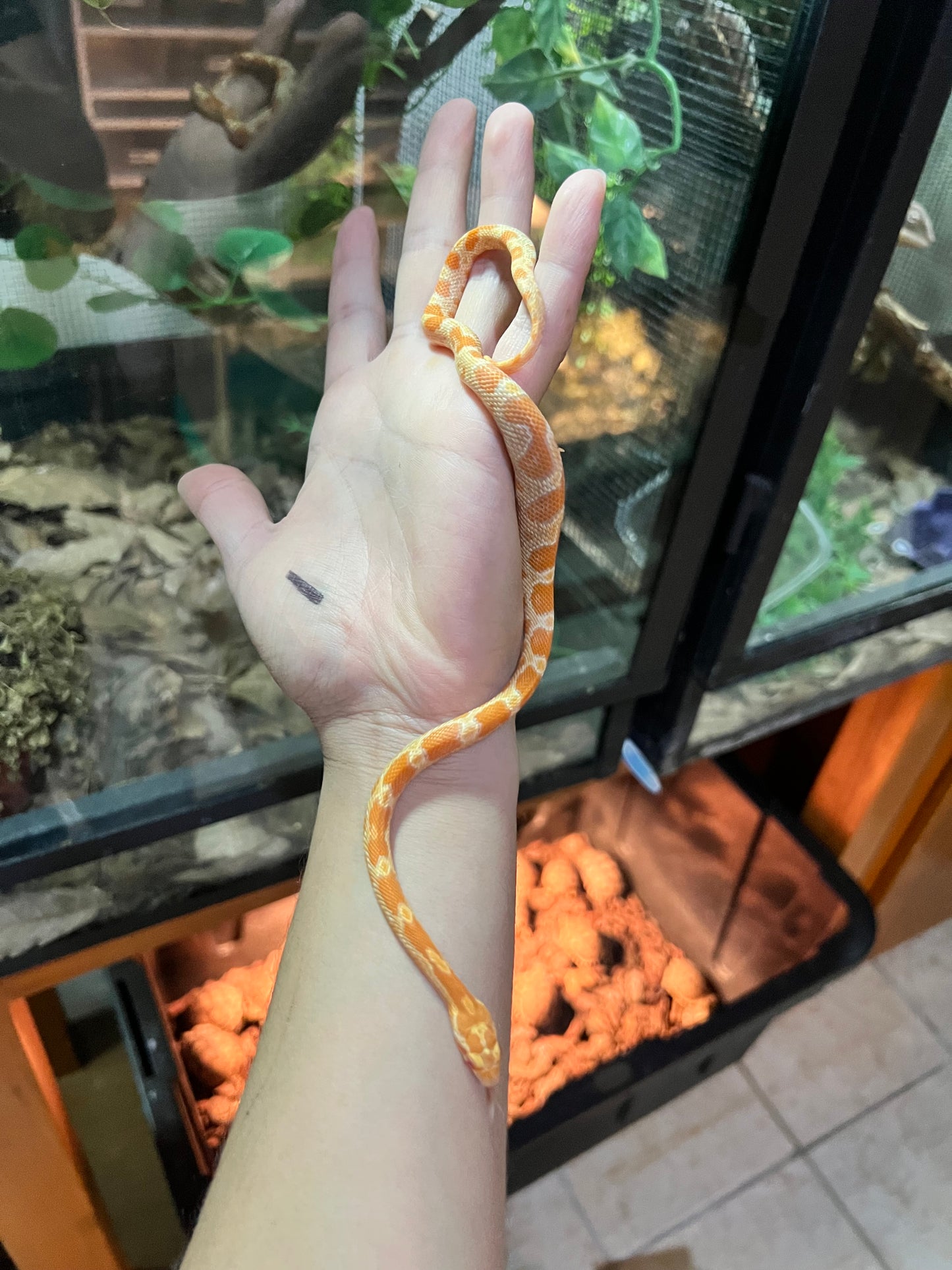 Serpiente Maicera sunkissed