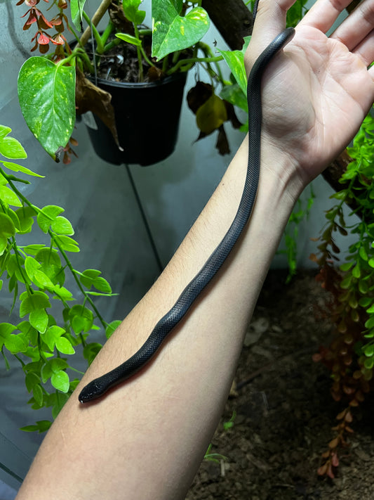 REY NEGRA MEXICANA HEMBRA 82