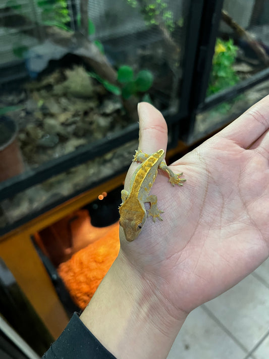 GECKO CRESTADO PINSTRIPE SIN COLA (no afecta su calidad de vida)