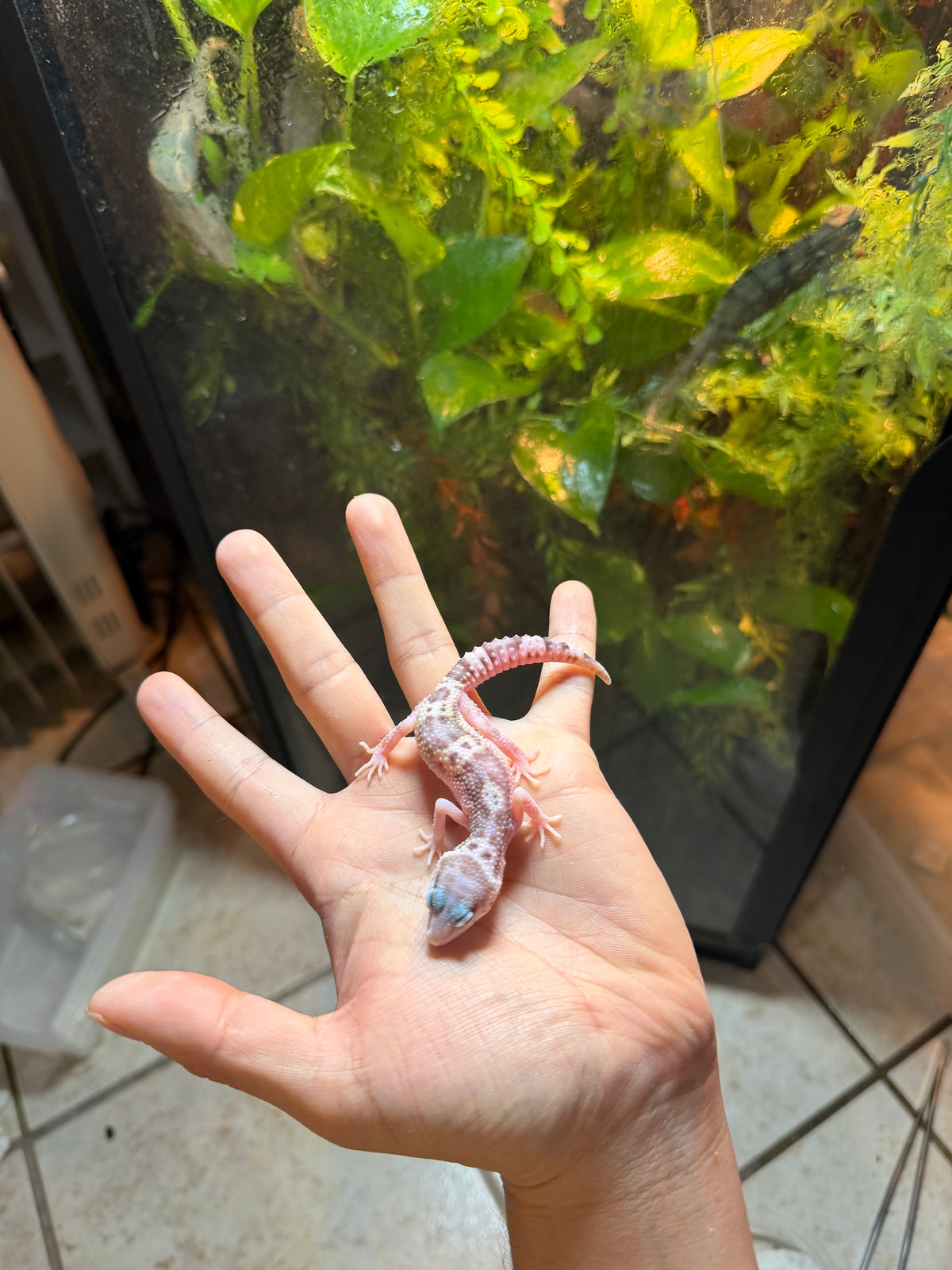GECKO LEOPARDO MACK SNOW RAPTOR HET BLIZZARD INCUBADO PARA HEMBRA 137