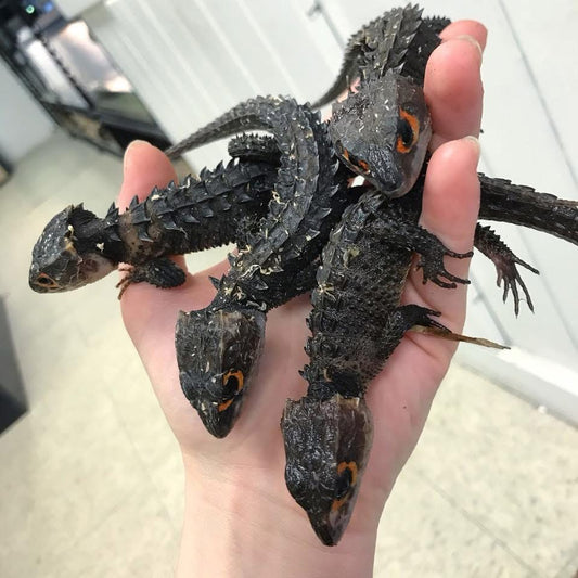 SKINK COCODRILO OJOS ROJOS