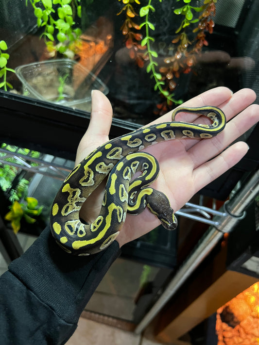 MOJAVE HEMBRA 60