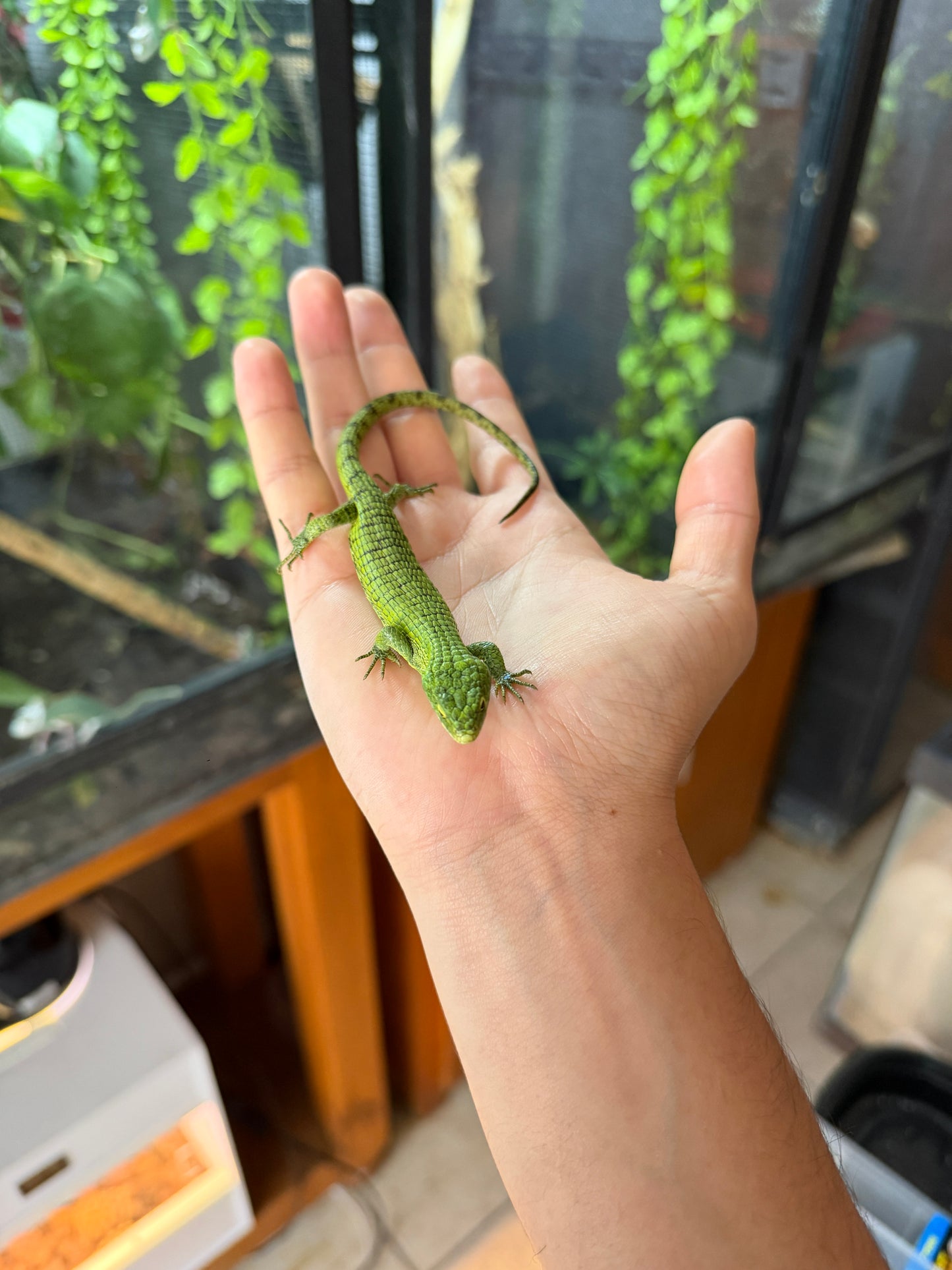 ABRONIA GRAMINEA JUVENIL (NACIDAS EN PIMVS)