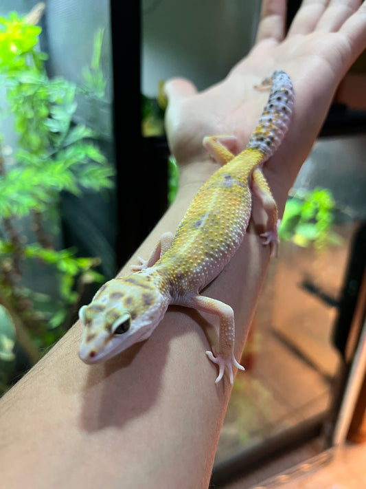 HYPO TANGERINE HEMBRA 12