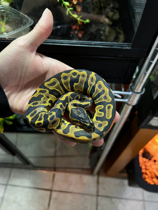 LEOPARD MACHO 43