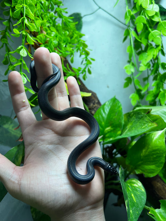 REY NEGRA MEXICANA HEMBRA 86