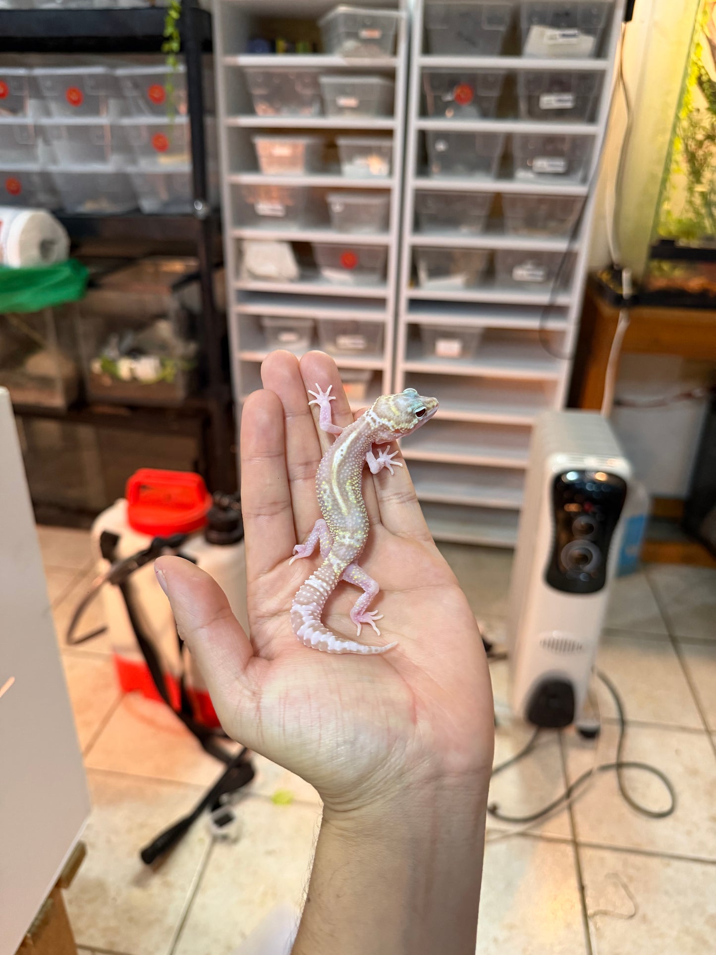 GECKO LEOPARDO MACK SNOW RAPTOR MACHO 010