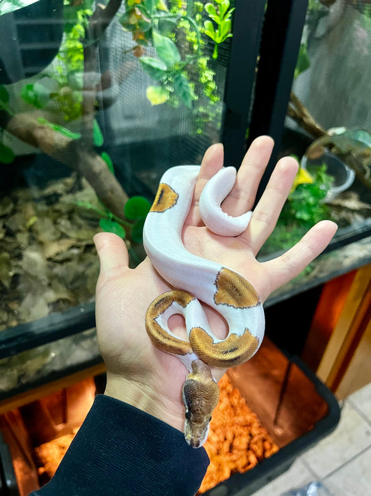 PINTO PIED HEMBRA