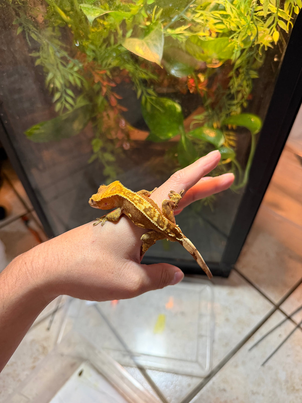 GECKO CRESTADO HARLEQUIN FLAME JUVENIL 5