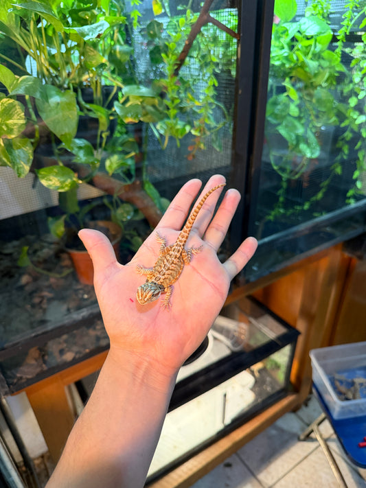 DRAGÓN BARBUDO HYPO LEATHERBACK 16 (PUNTA DE COLA MORDIDA, LE VOLVERÁ A CRECER)