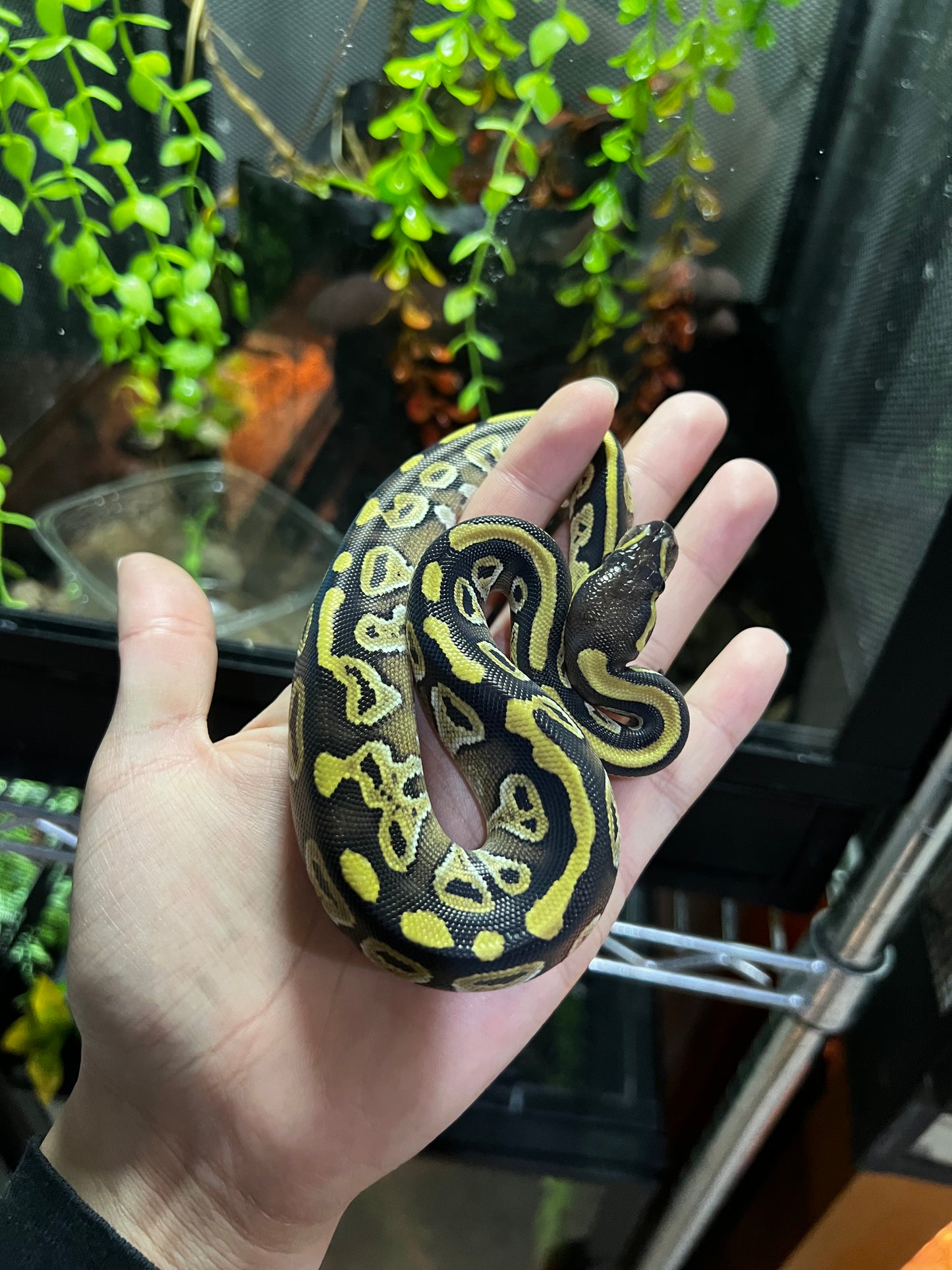 MOJAVE HEMBRA 60