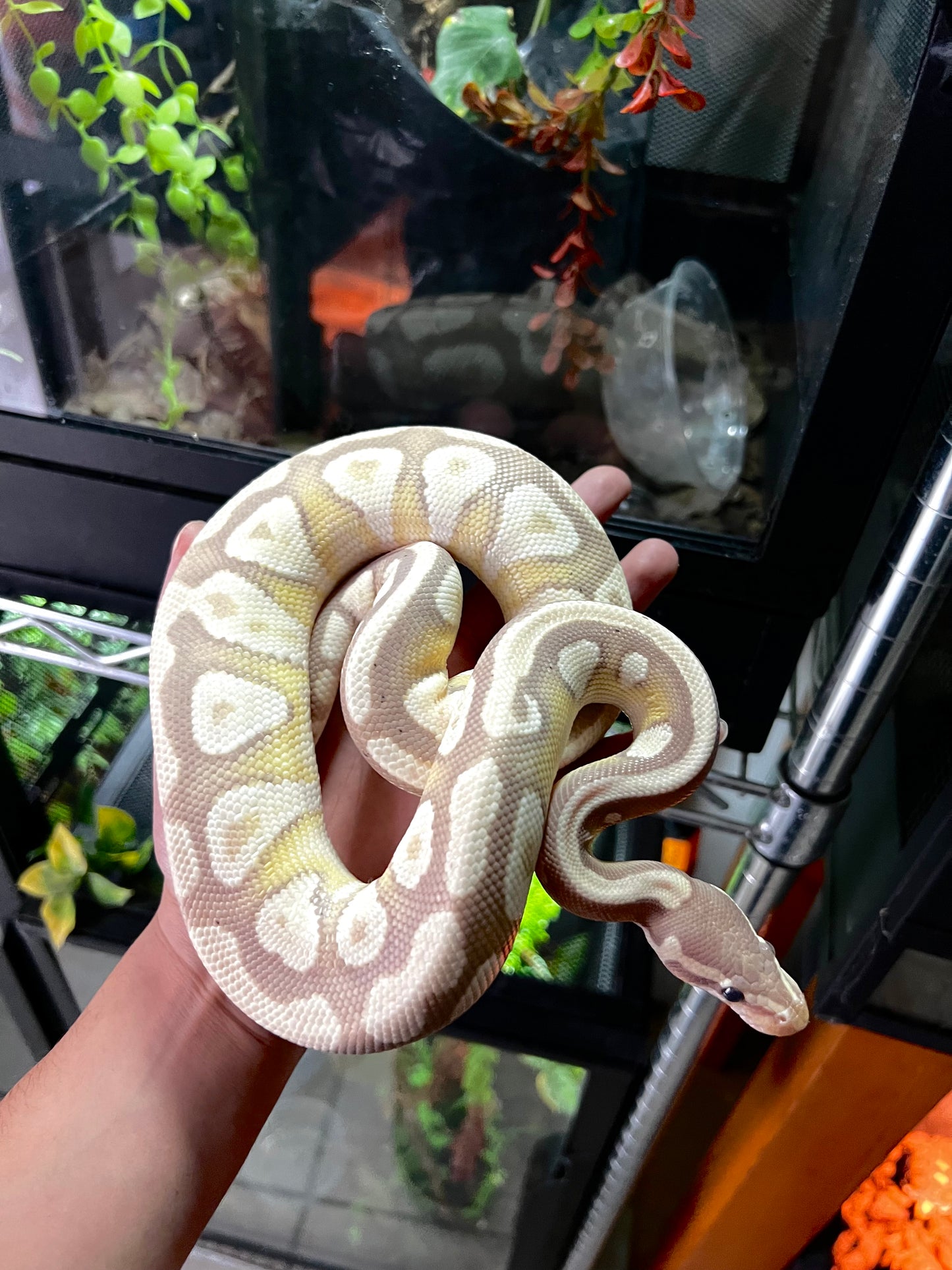 BANANA MOJAVE SUB ADULTO 33