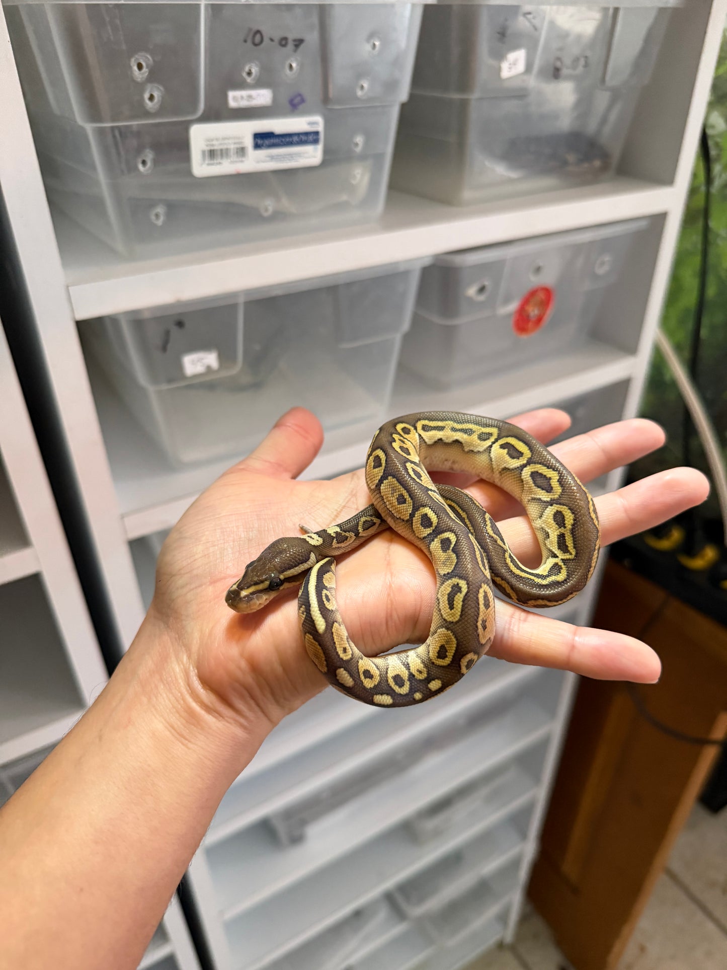 PITÓN BOLA LESSER HET AXANTHIC MACHO 4