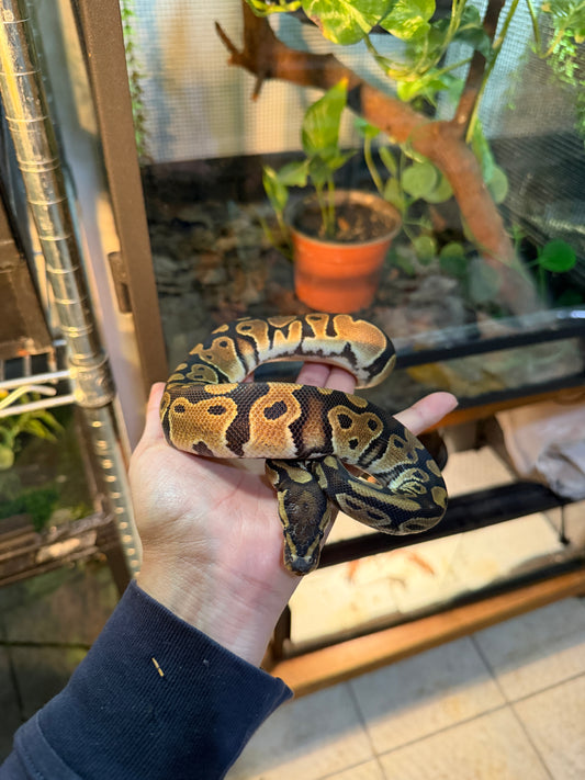 PITÓN BOLA NOMINAL MACHO 9