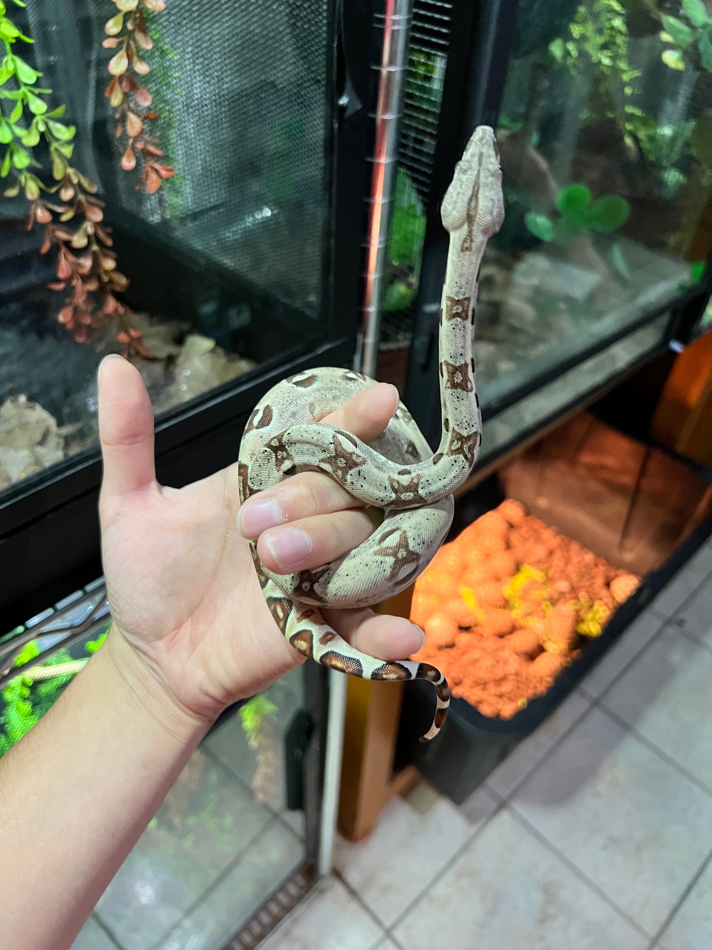 BOA COLOMBIANA HYPO POSS ANERY MACHO 17/49
