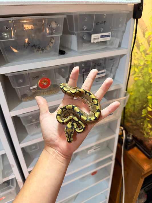 PITÓN BOLA SPIDER HEMBRA 8-4