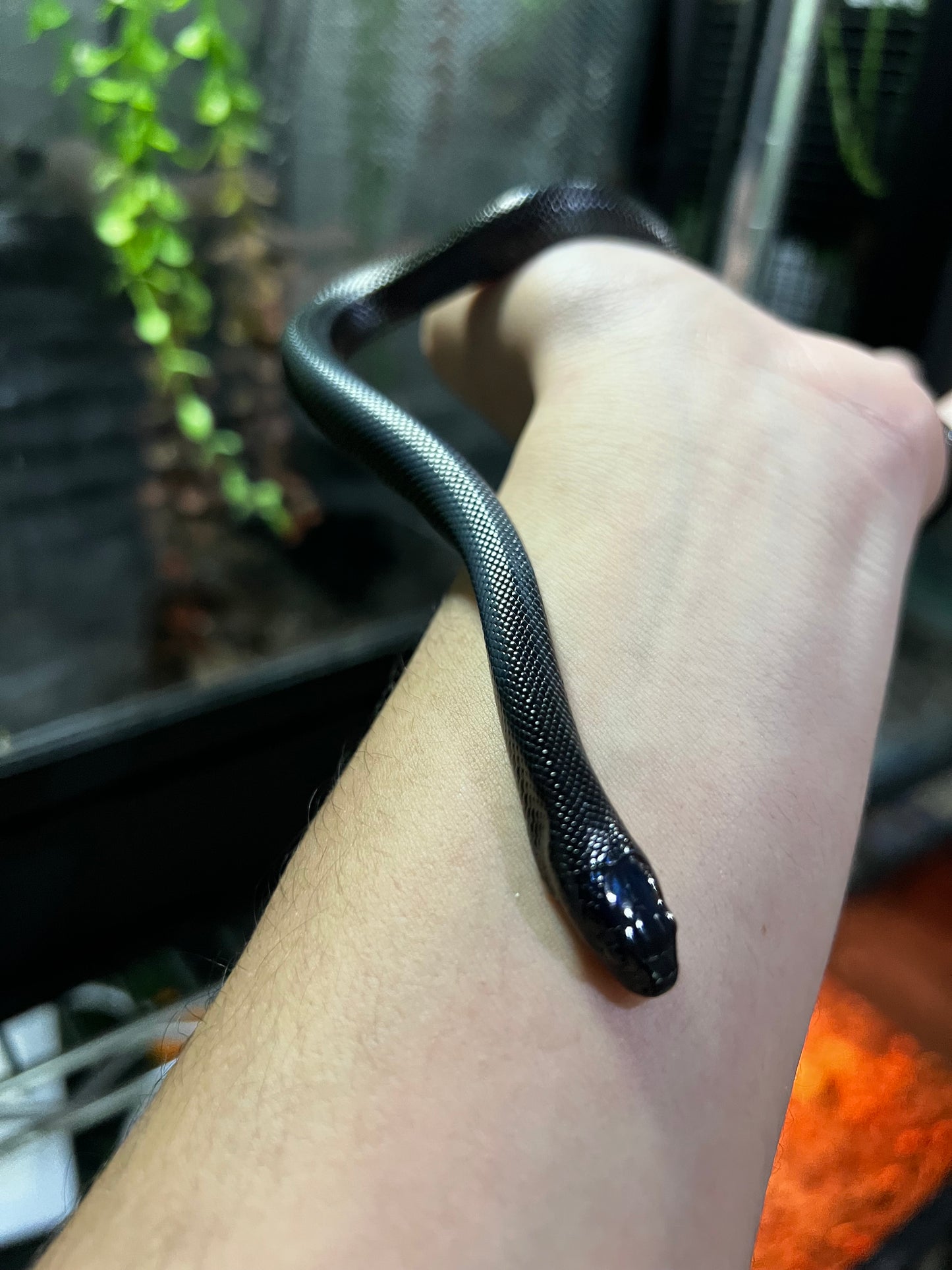 REY NEGRA MEXICANA MACHO 74