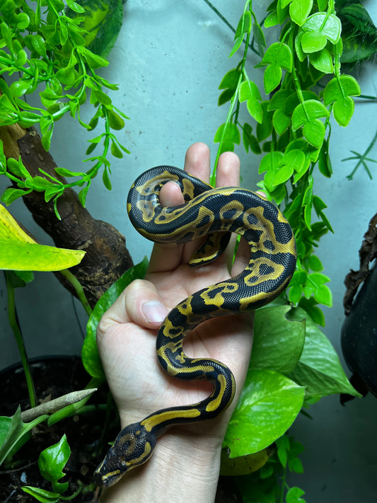 LEOPARD YELLOW BELLY HET CLOWN HEMBRA 78