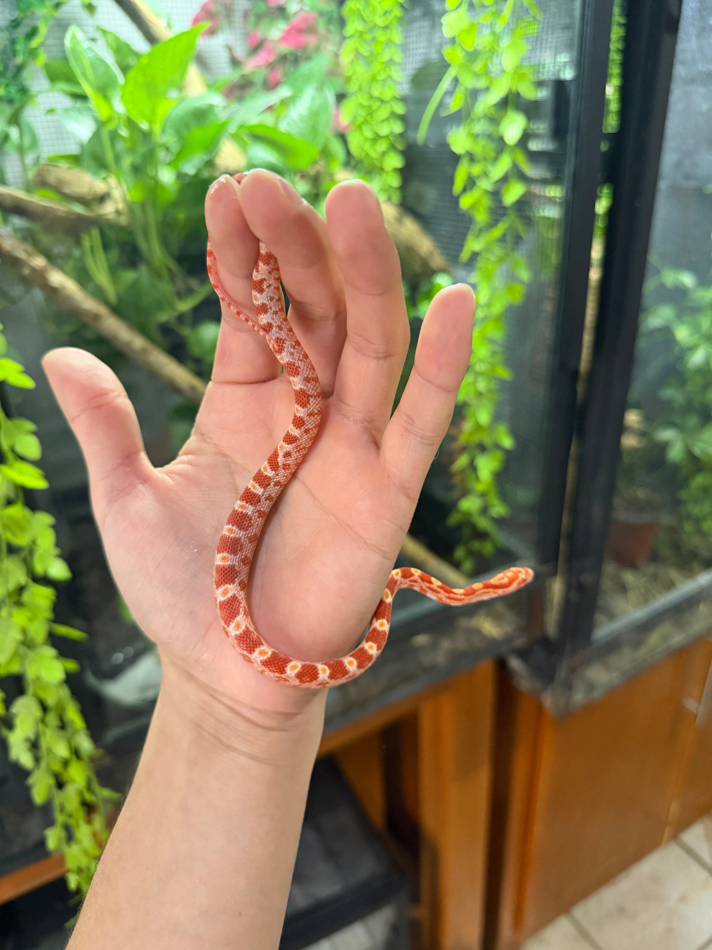 SERPIENTE MAICERA AMELANISTICA S/s