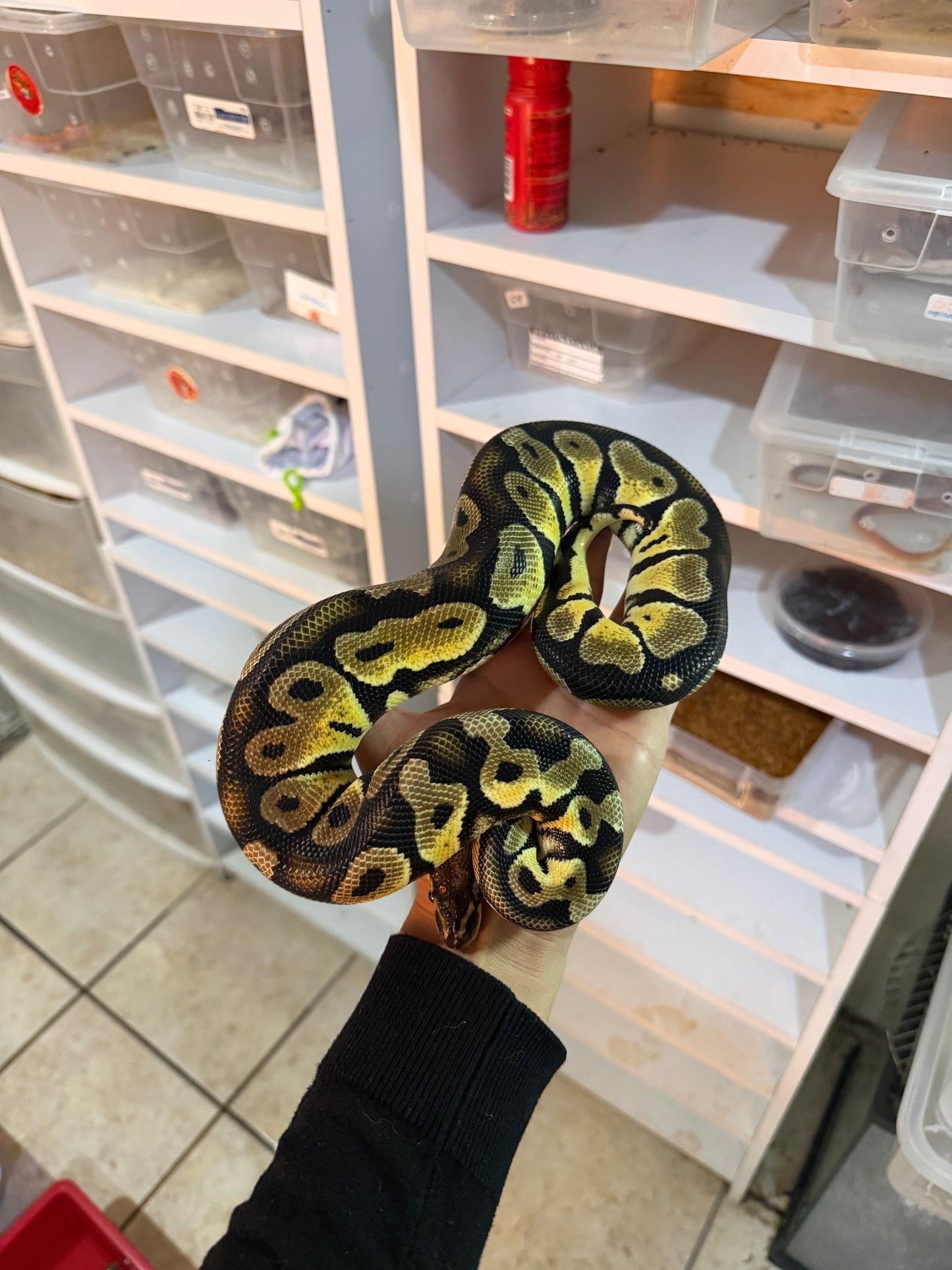 PITÓN BOLA PASTEL HET GHOST MACHO SUB ADULTO
