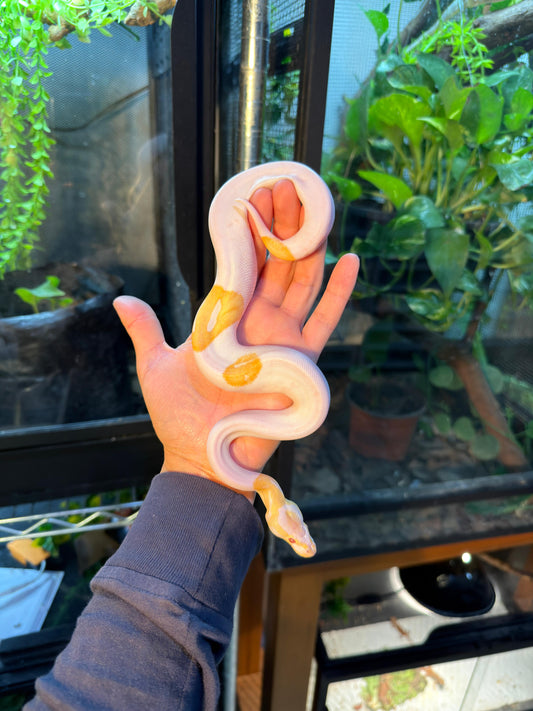 PITÓN BOLA ALBINO PIED MACHO