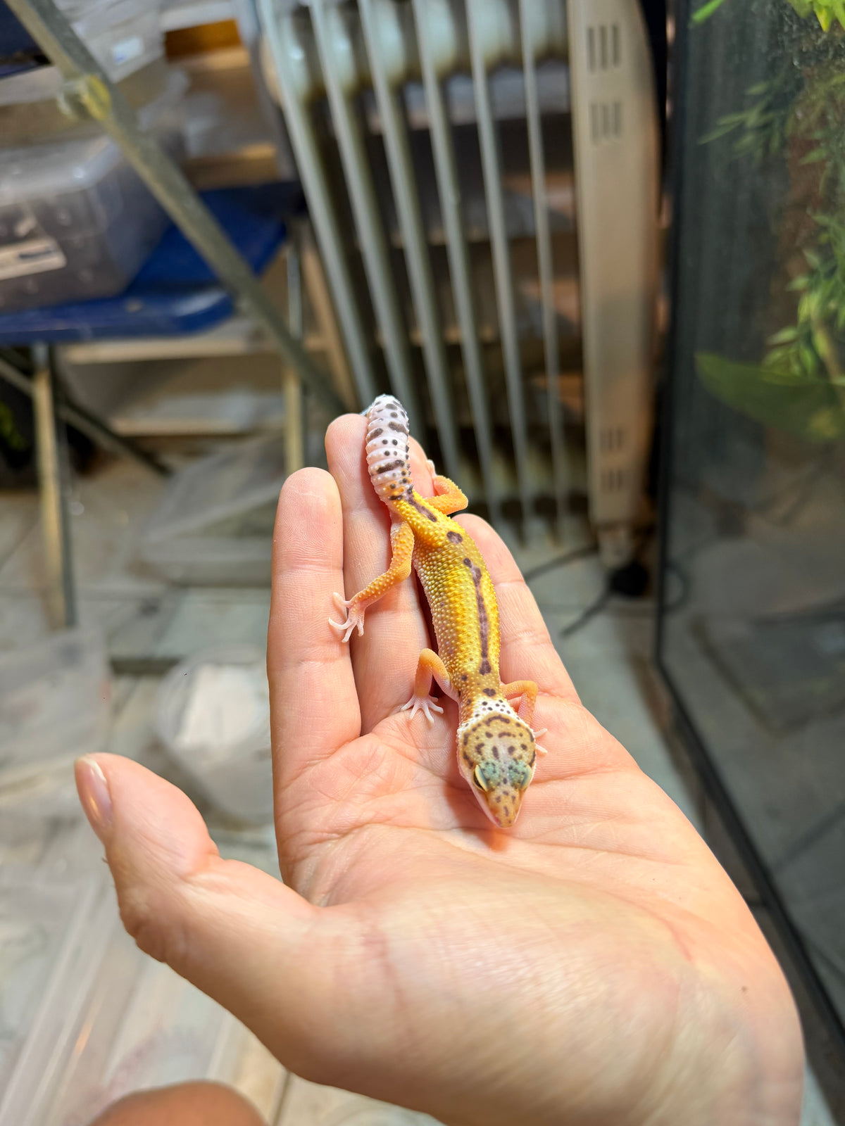 GECKO LEOPARDO HIGH YELLOW HET TYPHOON INCUBADO PARA HEMBRA 139