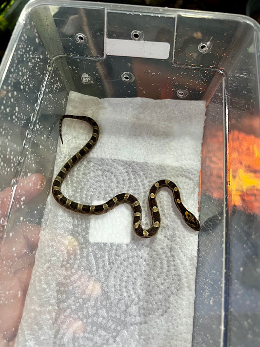 SERPIENTE MAICERA NOMINAL HEMBRA 21