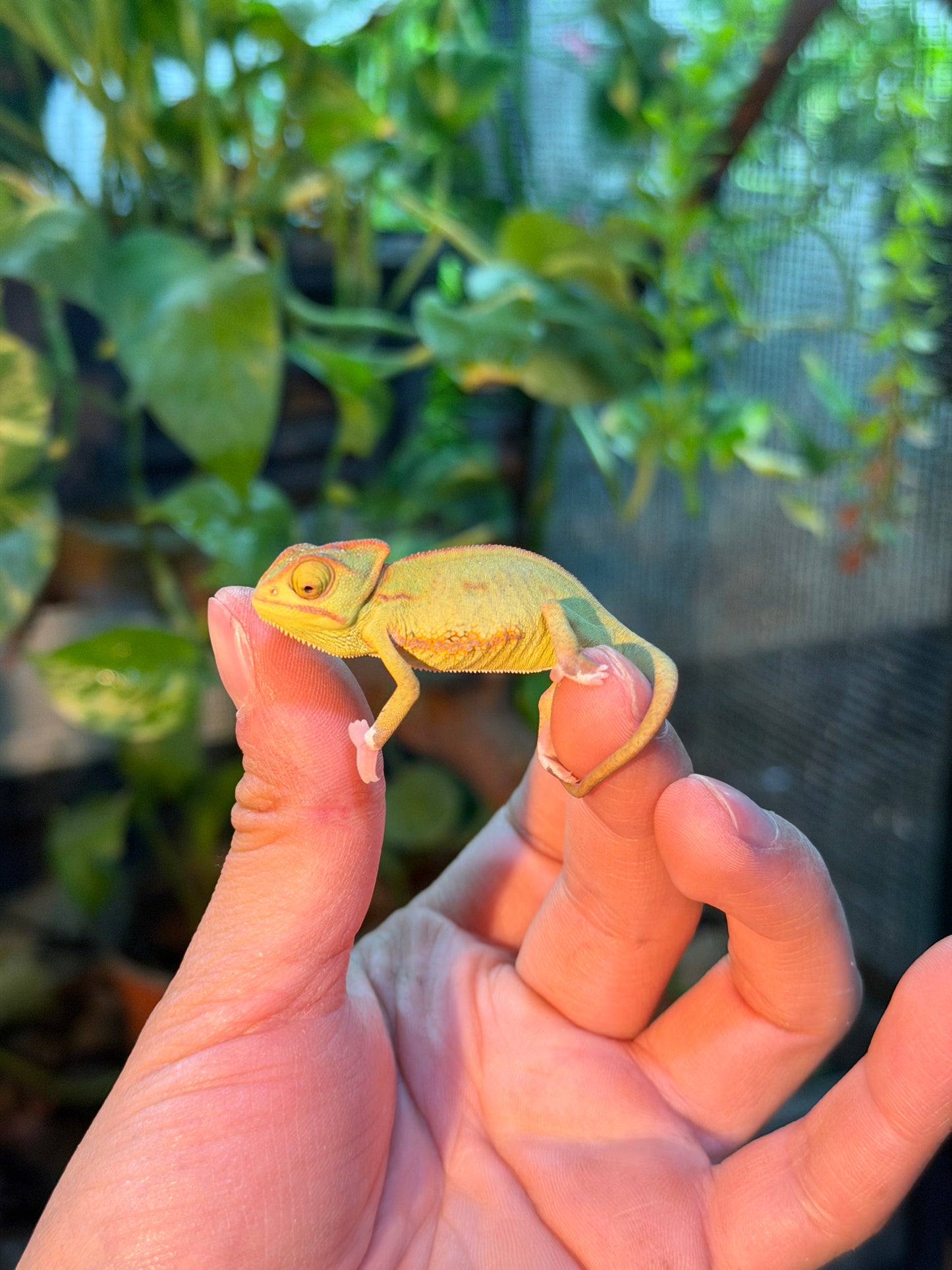 CAMALEONES DE VELO CRÍAS WHITE FEET CON APROVECHAMIENTO EMITIDO POR SEMARNAT