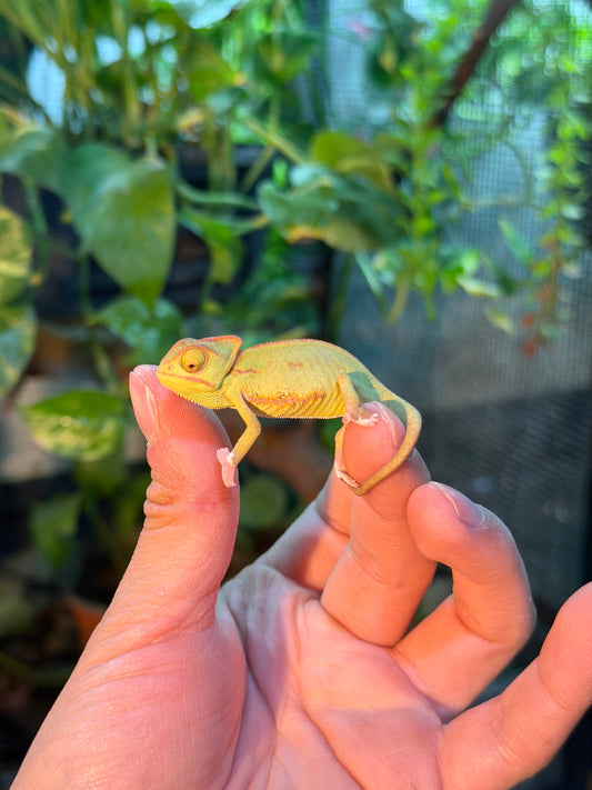CAMALEONES DE VELO CRÍAS WHITE FEET CON APROVECHAMIENTO EMITIDO POR SEMARNAT