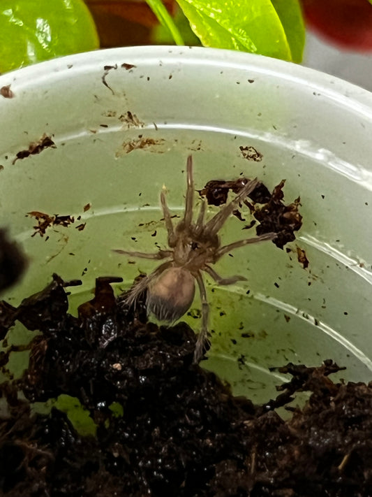 Ling de tarántula de pelo rizado (Tliltocatl albopilosus) anexo última foto de un ejemplar adulto