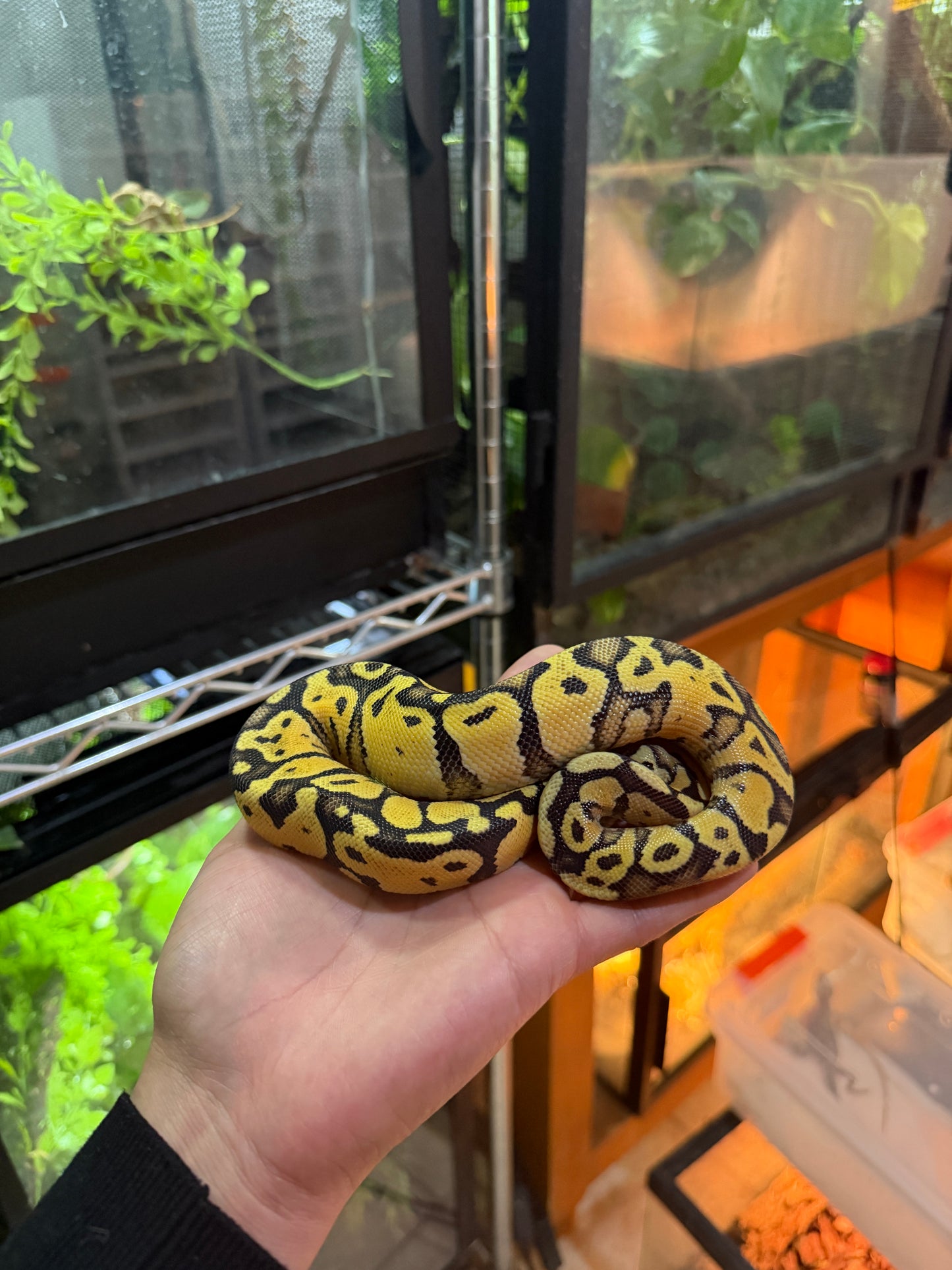 PITÓN BOLA PASTEL YB 66% HET PIED POSS DISCO MACHO