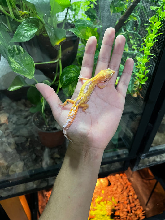 TANGERINE TREMPER 7