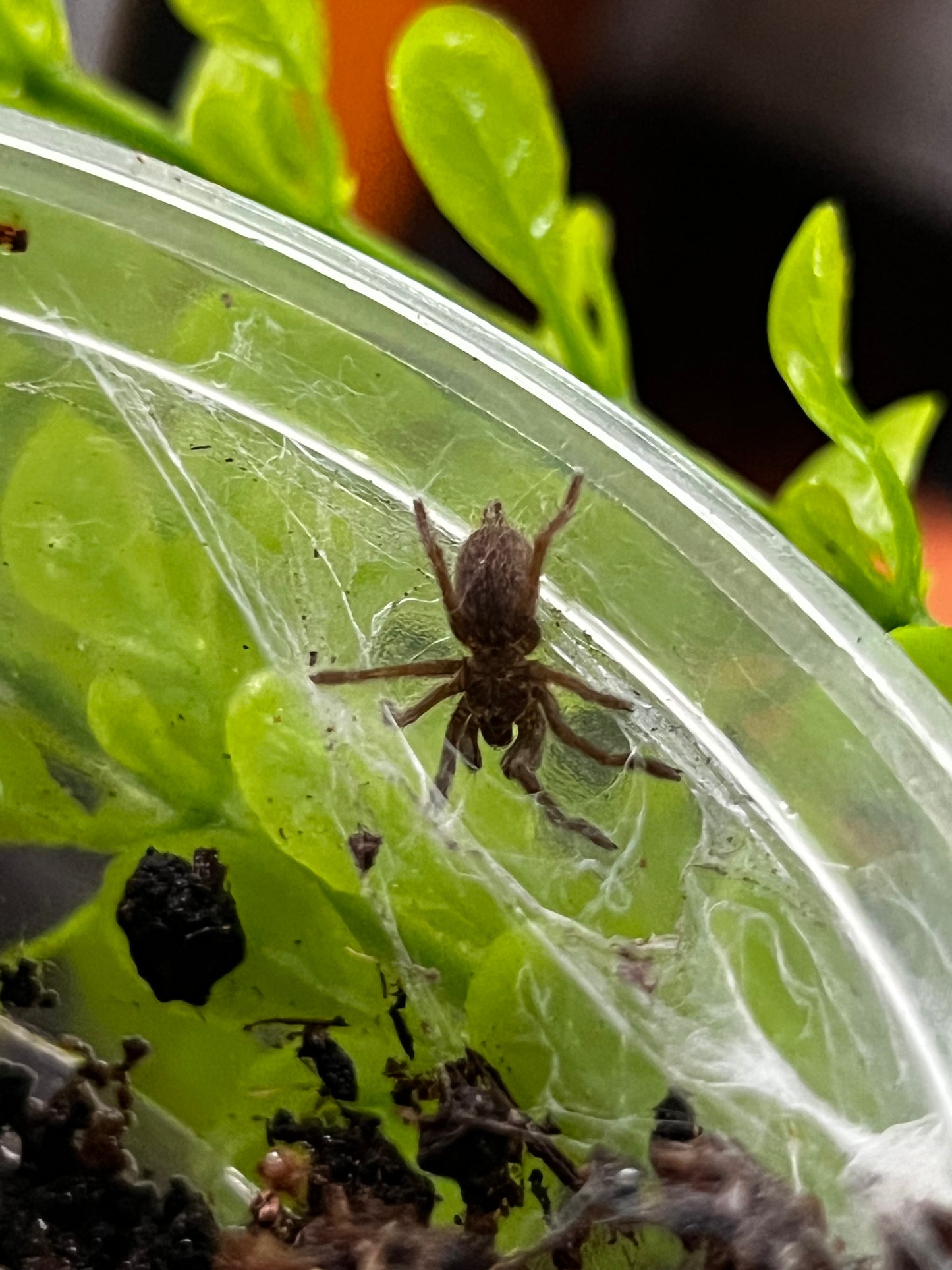 Ling de tarántula cornuda africana(ceratogyrus darlingi) anexo última foto de un ejemplar adulto