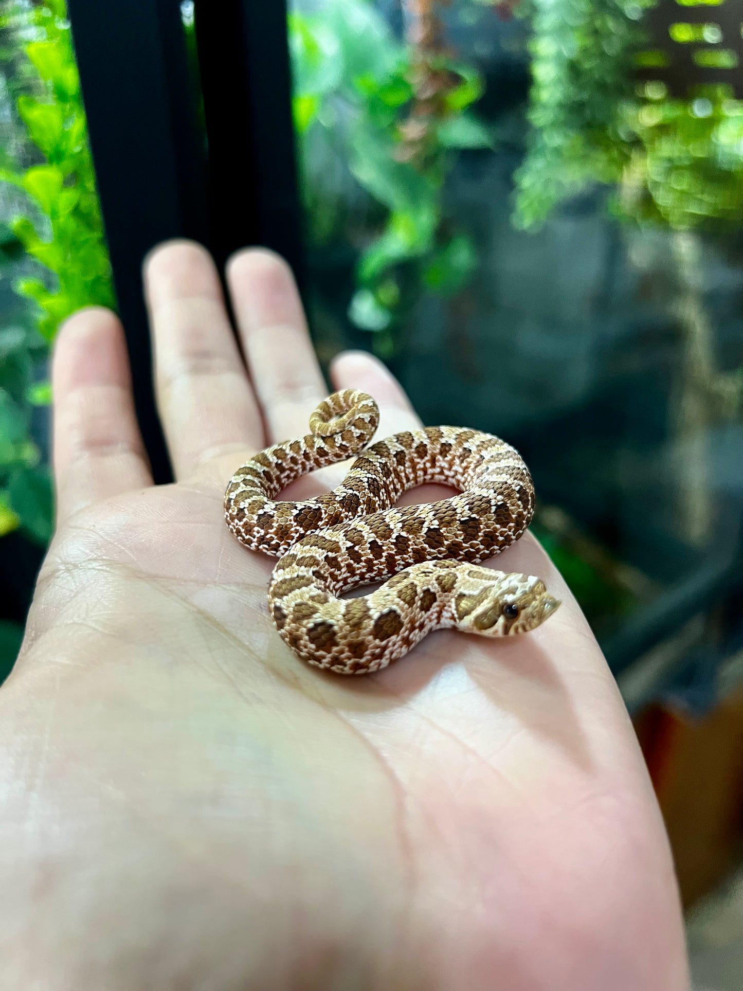 RED HOGNOSE POSS MACHO