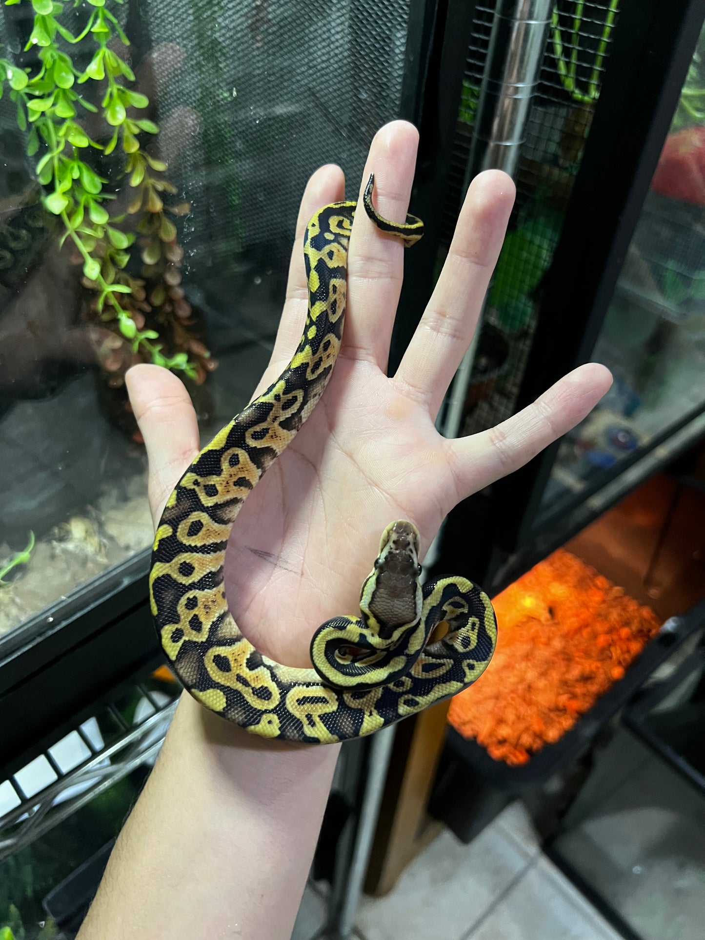 PASTEL HET CLOWN HEMBRA 96