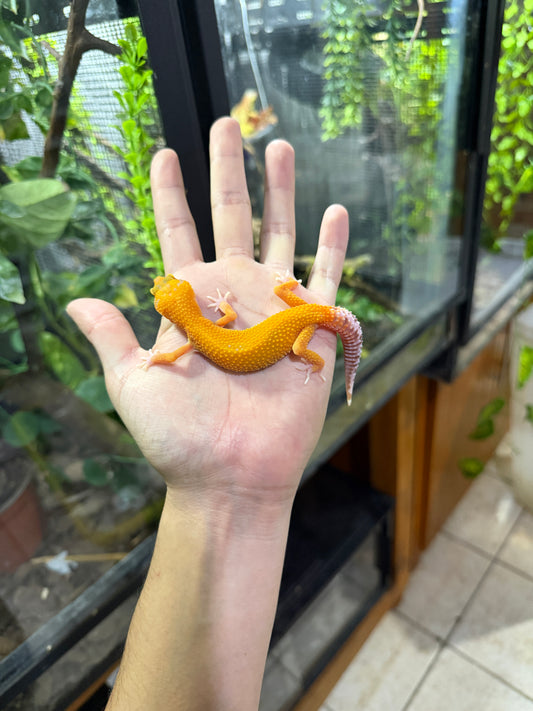 GECKO LEOPARDO RAINWATER HET TYPHOON