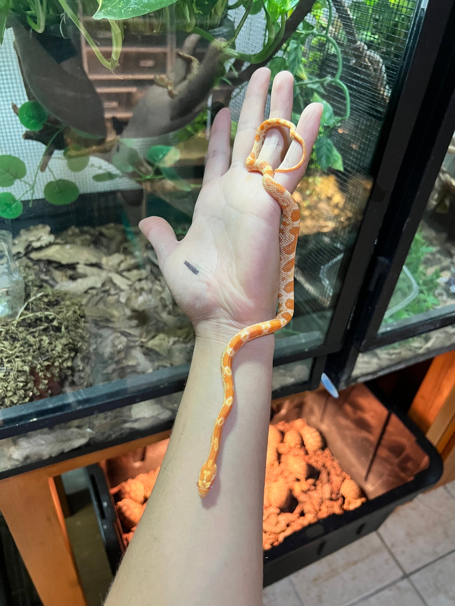 Serpiente Maicera sunkissed