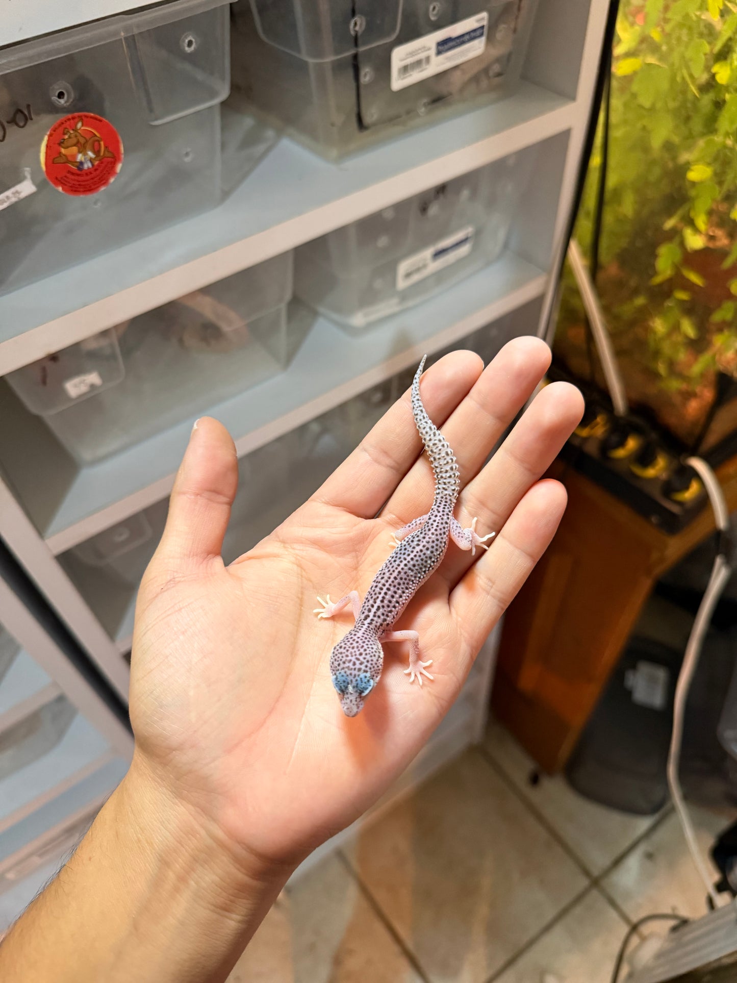 GECKO LEOPARDO SÚPER MACK SNOW HET BELL MACHO 030