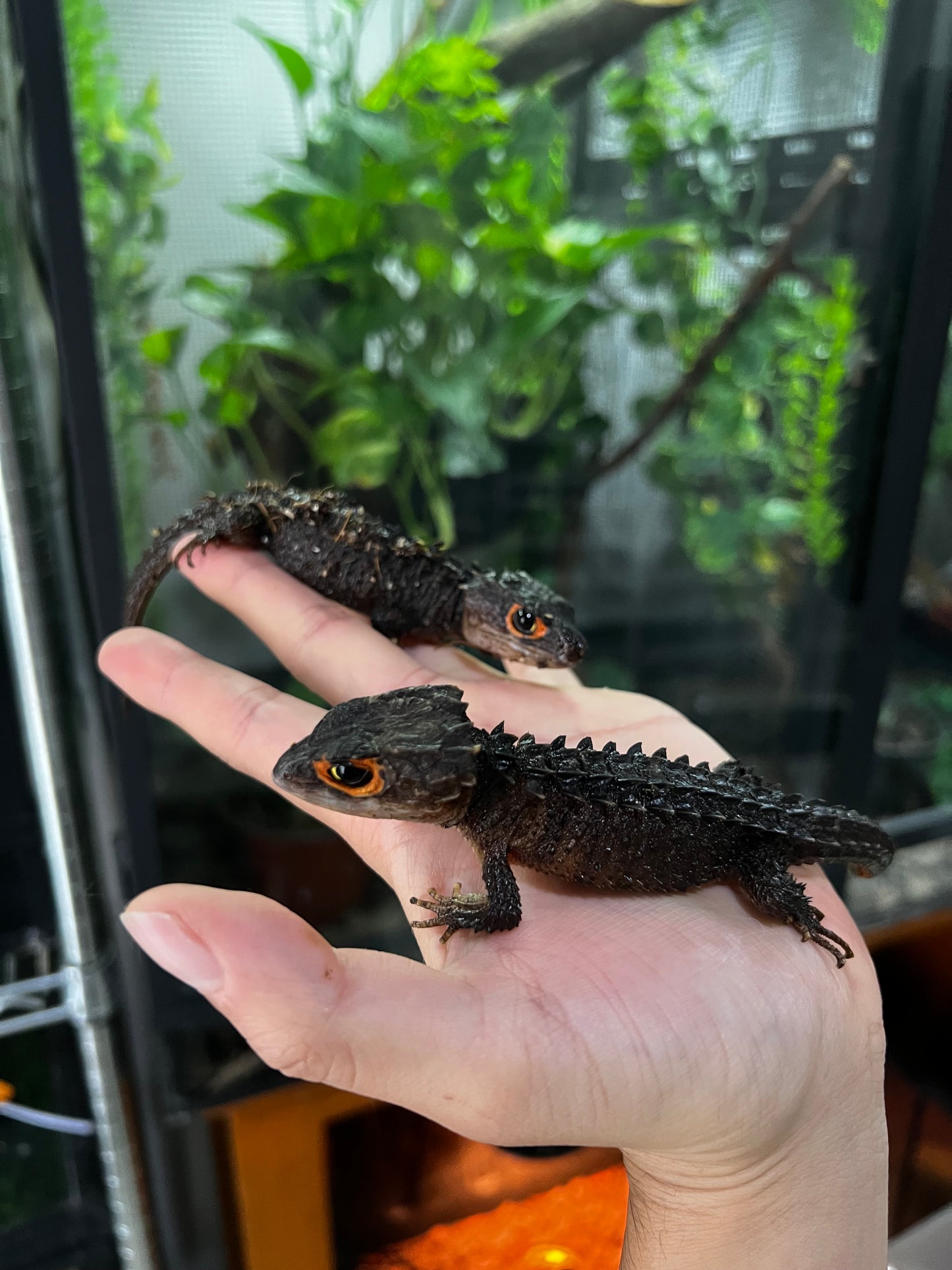 SKINK COCODRILO OJOS ROJOS