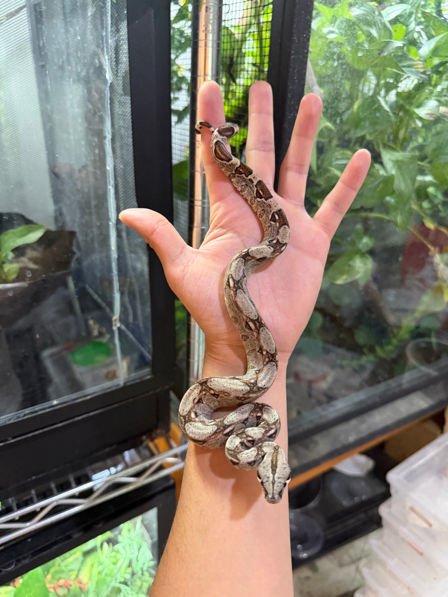 BOA COLOMBIANA NOMINAL HET ANERY 50% HET ALBINO KHAL HEMBRA